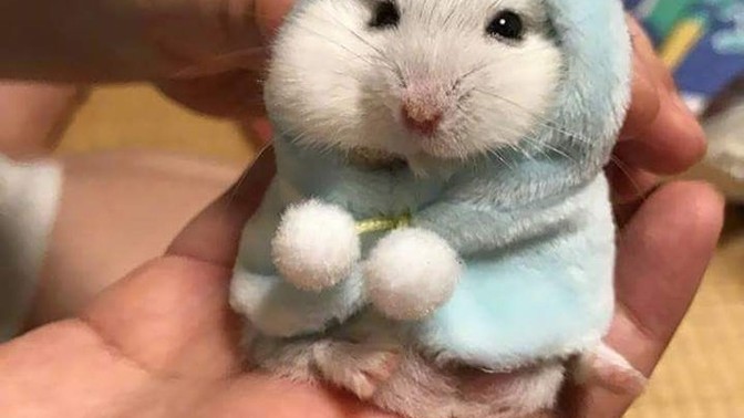 Hamster besleyen veya besleyeni tanıyan var mı?