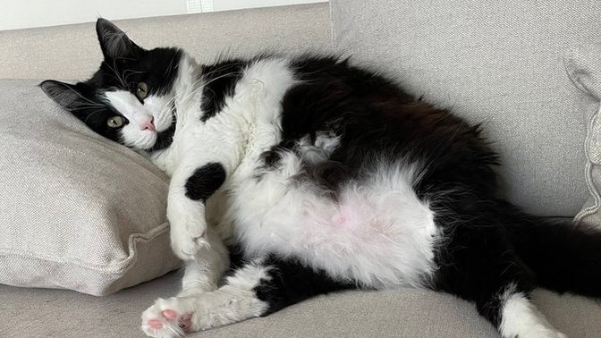 Sokaktan alınmış kedi nasıl eve alıştırılır?