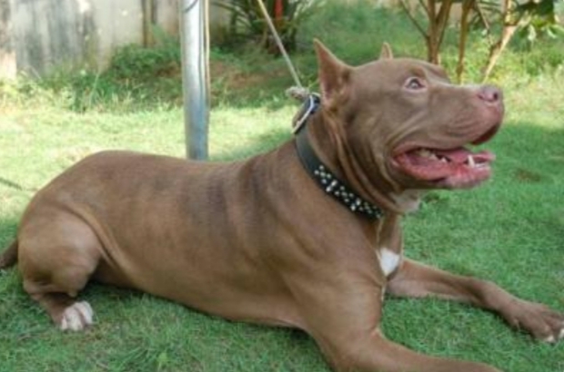 Presa Canario mu Pitbull mu?
