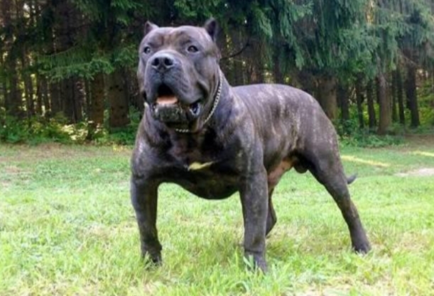 Presa Canario mu Pitbull mu?