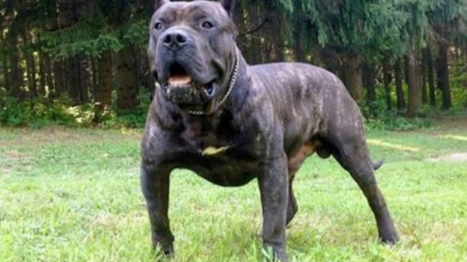 Presa Canario mu Pitbull mu?