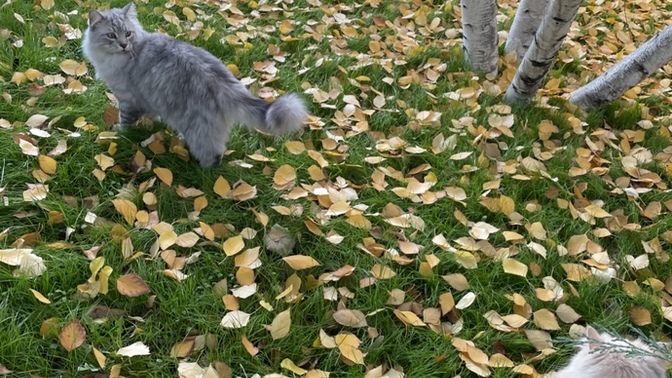 Ölen kedimi unutamıyorum ve bu kadarı normal gelmiyor ne yapmalıyım?