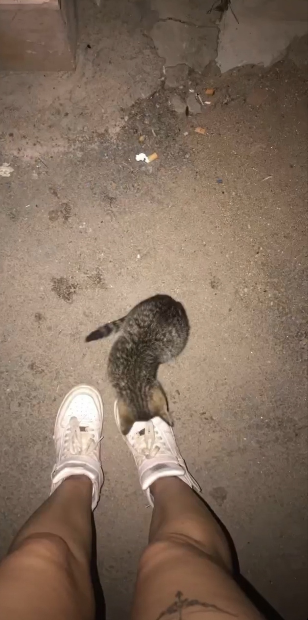Yanlışlıkla ezcem lenn çekil kedy
