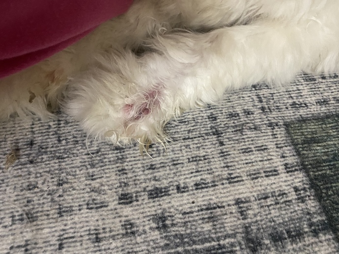 Arkadaşlar merhaba köpeğimin elinden böyle iltihap akıyor ve bazen kanıyor sürekli yalıyor orayı sizce ne olmuş olabilir?
