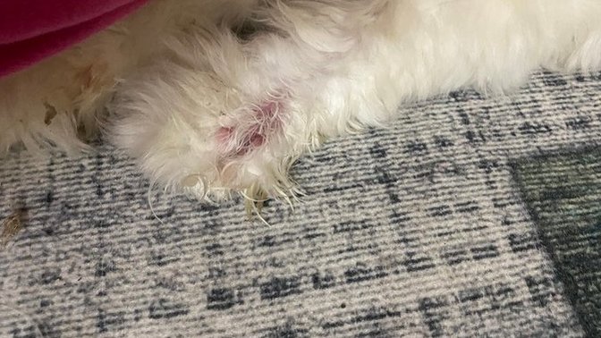 Köpeğimin eline bir şey oldu?
