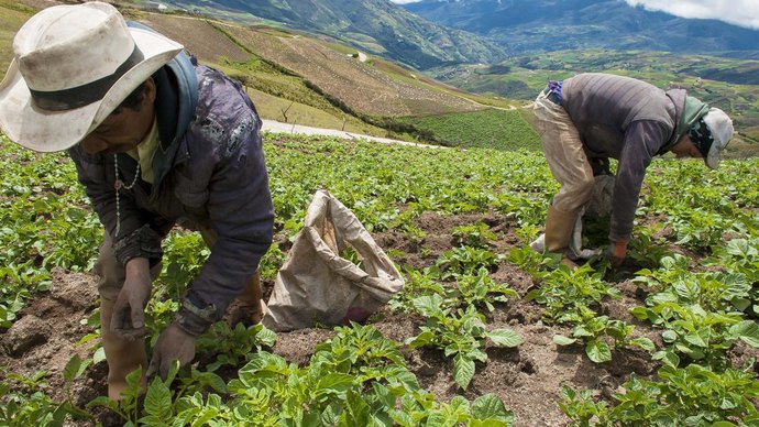 Venezuelada tarımsal üretime başlıyoruz! Sizce Venezuelada tarım yapmalı mıyız?
