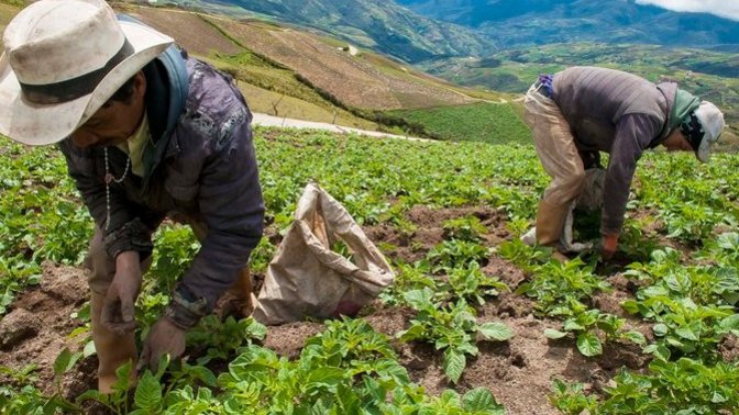 Venezuela'da tarımsal üretime başlıyoruz! Sizce Venezuela'da tarım yapmalı mıyız?