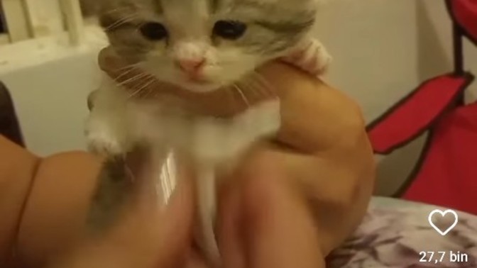 Hasta olmuş kedi gördünüz mü?