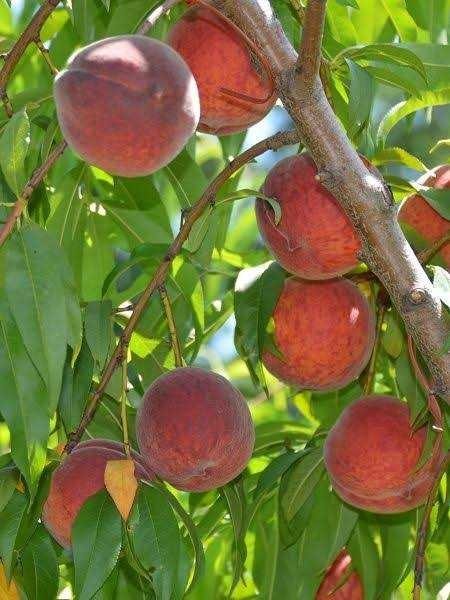 Şeftali toplamaya başladık. Tarlada 5₺ olan şeftaliyi siz pazardan/manavdan kaça alıyorsunuz?