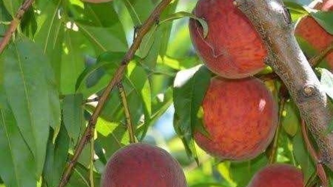 Şeftali toplamaya başladık. Tarlada 5₺ olan şeftaliyi siz pazardan/manavdan kaça alıyorsunuz?