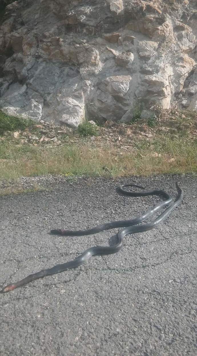 Sizce öldürsem mi?