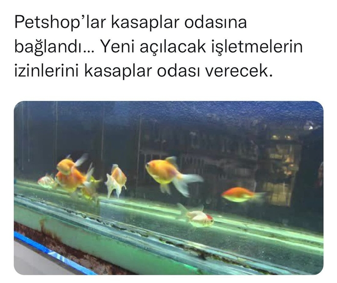 İzni kasaptan mı aldın karşiiim😂