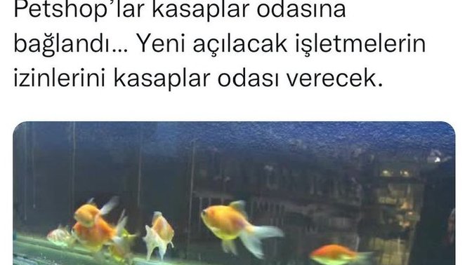 Türkiye genelindeki tüm Petshoplar kasaplar odasına bağlandı, ülkedeki herkes troll mü?