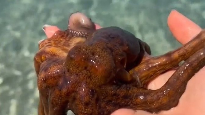 Deniz canlılarıyla aranız nasıl?