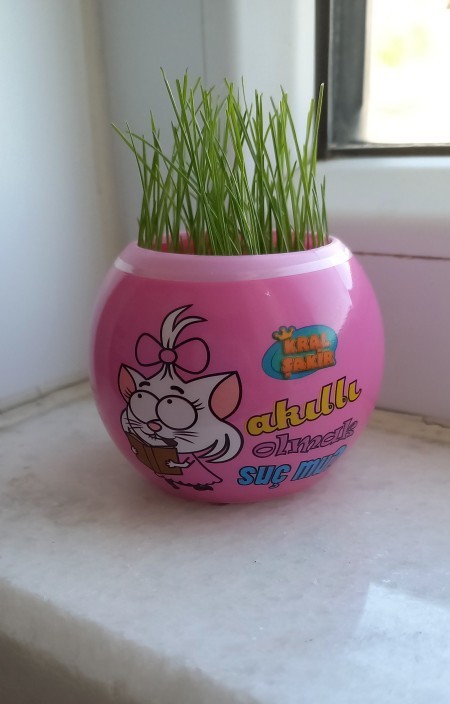 Okuldayken yaptığınız deney neydi?