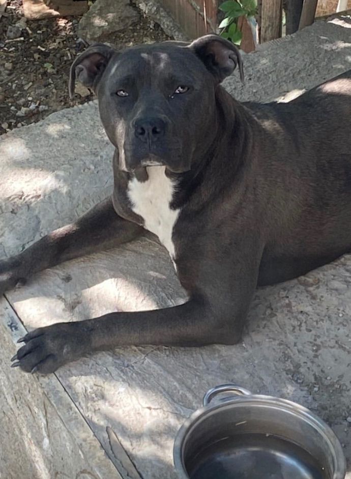 Köpeğimle beraber yürürken herkes kaçıyor, Sizce sorun köpeğimde mi?