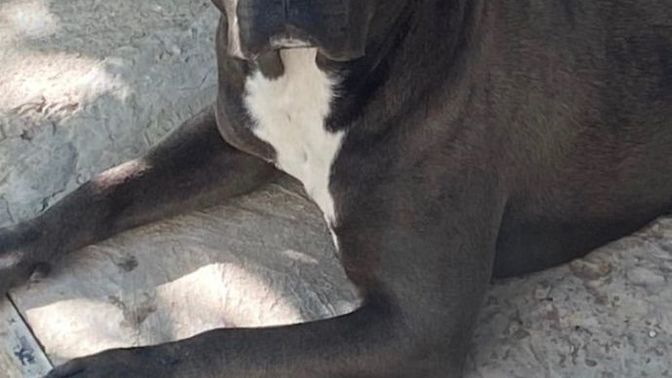 Köpeğimle beraber yürürken herkes kaçıyor, Sizce sorun köpeğimde mi?