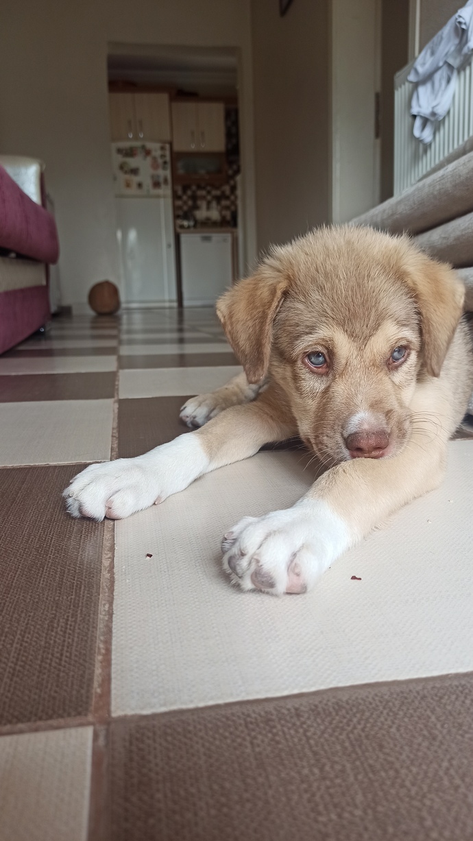 Güzel gözlüm 🧿 sizce cinsi nedir, aşırı hareketli , agresif ve sıcağı hiç sevmiyor bir uyuma şekli var kumsala uzanmış gbi ,😁