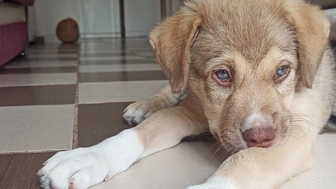 Cinsi nedir acaba?