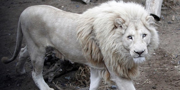 Kutup Ayısı mı Aslan mı?