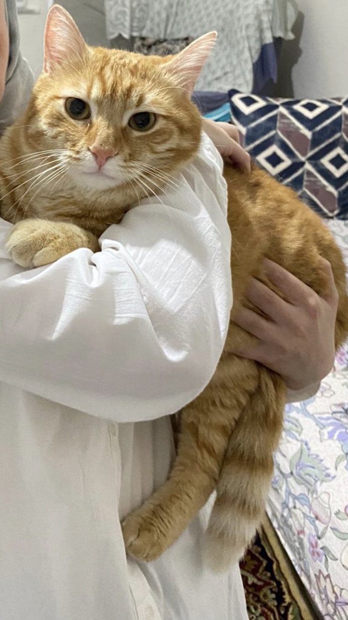 Evinizde kedi besler misiniz?