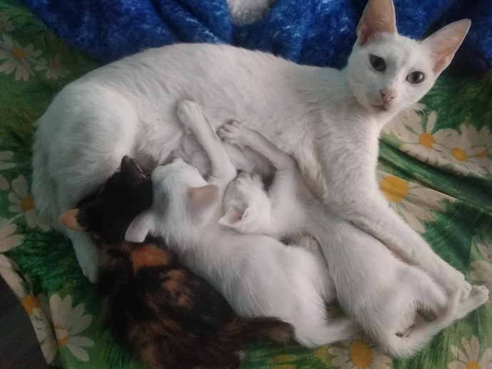 Evinizde kedi besler misiniz?