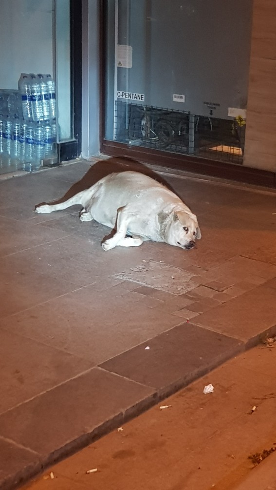 Arkadaşlar, ben bunu farkettirmeden eve nasıl sokarım?