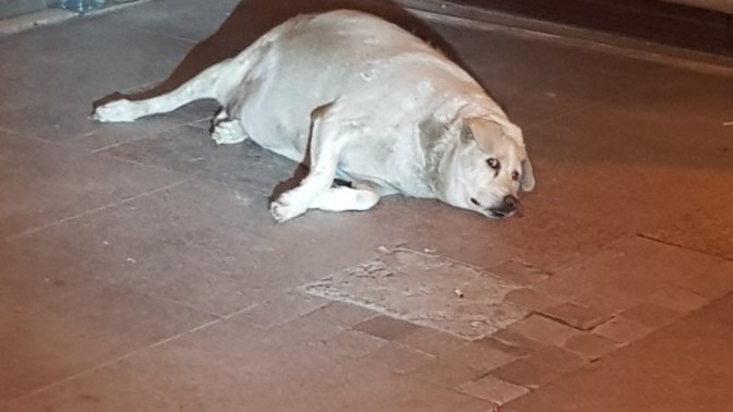 Arkadaşlar, ben bunu farkettirmeden eve nasıl sokarım?