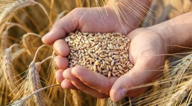 Ekmek, Poğaça, Simit fiyatları da düşer mi?