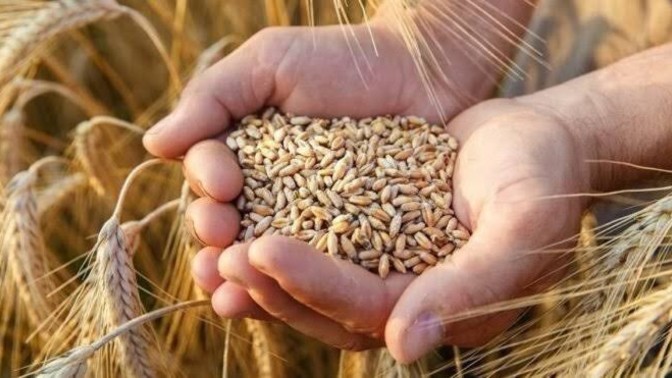 Ekmek, Poğaça, Simit fiyatları da düşer mi?