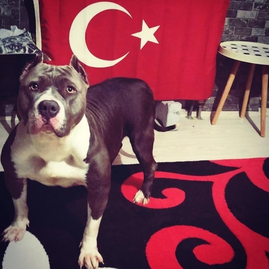 Evcil dostunun fotoğrafını bizimle paylaşır mısın?