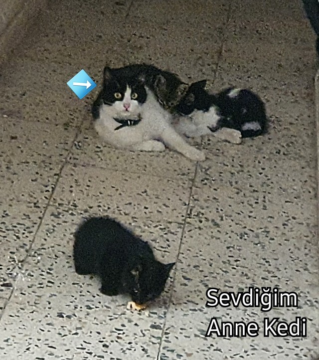 Evcil dostunun fotoğrafını bizimle paylaşır mısın?