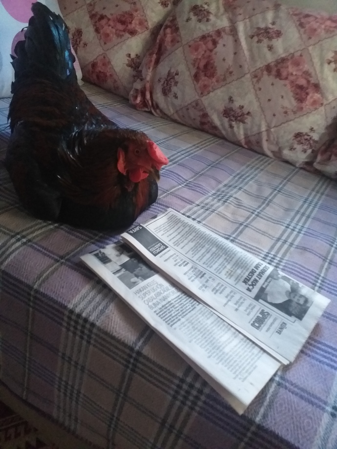 Evcil dostunun fotoğrafını bizimle paylaşır mısın?