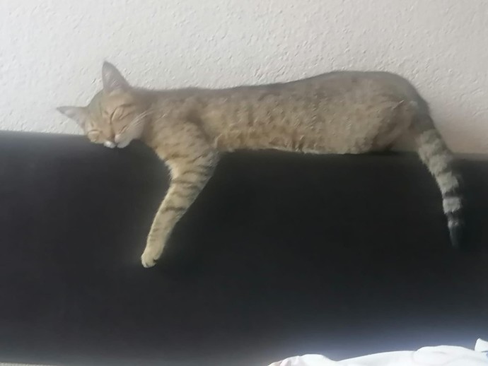 Evcil dostunun fotoğrafını bizimle paylaşır mısın?