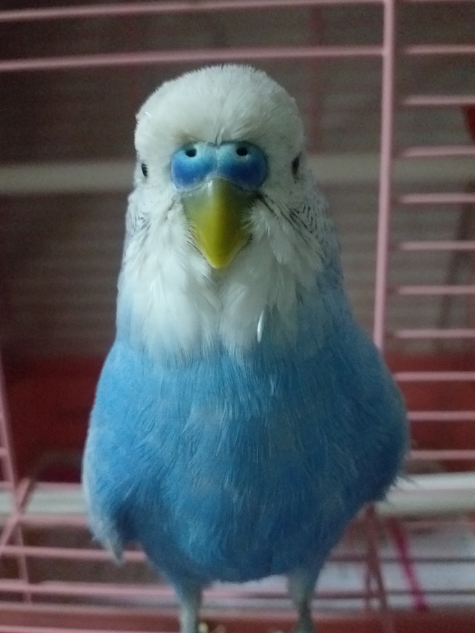 Bu da mavişko 💙