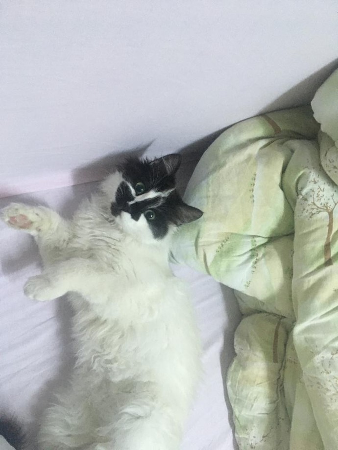 Evcil dostunun fotoğrafını bizimle paylaşır mısın?