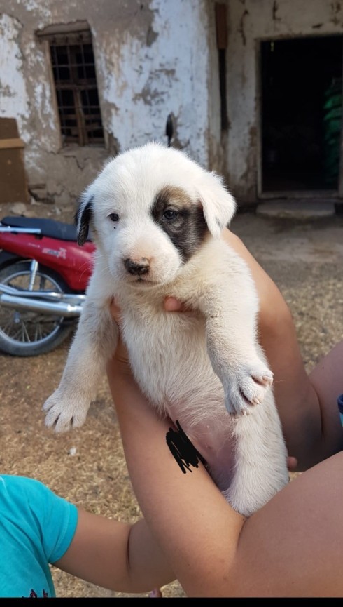 Ya şunun tipine bakar mısınız?