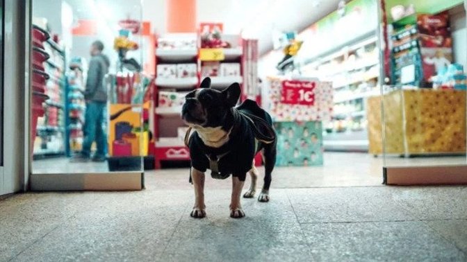 Petshoplar'ın Kasaplar Odası'na bağlanmasının mantığını anlayabilen var mı?