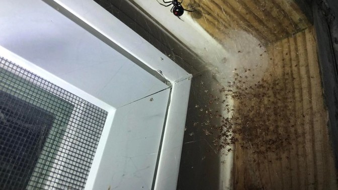 Evcil örümceğim doğum yaptı?