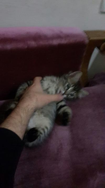 Öğrenci evinde açlıktan bi deri bi pati kalmış Biçız Pakize parmağımı emerken. Kocaya kaçtı orsp**