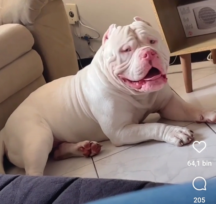 Bu köpek çok şirin değil mi?