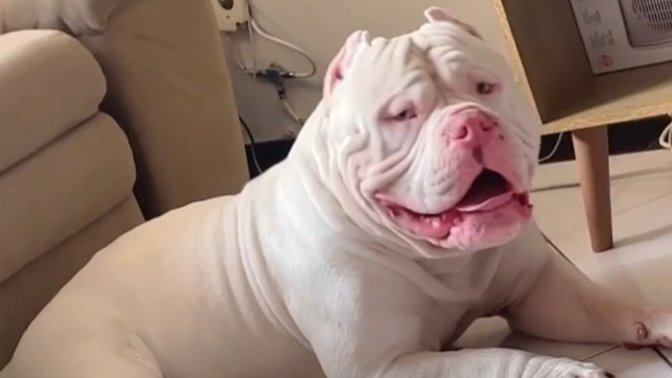 Bu köpek çok şirin değil mi?