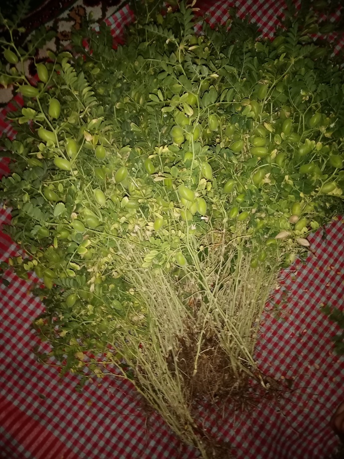 Tarladan taze nohut çaldım eve geldim, tarla bizim çıktı. Şimdi ben günaha girdim mi?