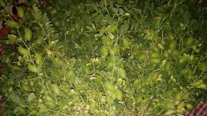 Tarladan taze nohut çaldım eve geldim, tarla bizim çıktı. Şimdi ben günaha girdim mi?