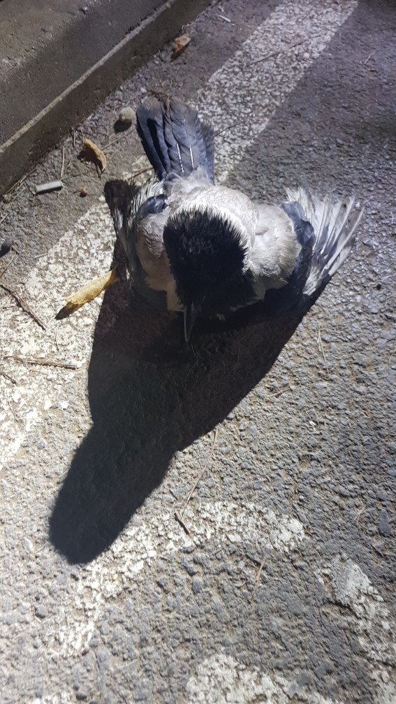 Arkadaşlar, karga yavrusu buldum buna nasıl bakabilirim?