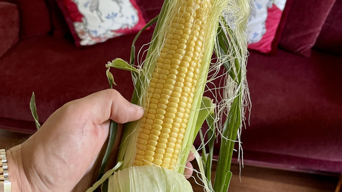 Taze süt mısır 🌽 sever misiniz?