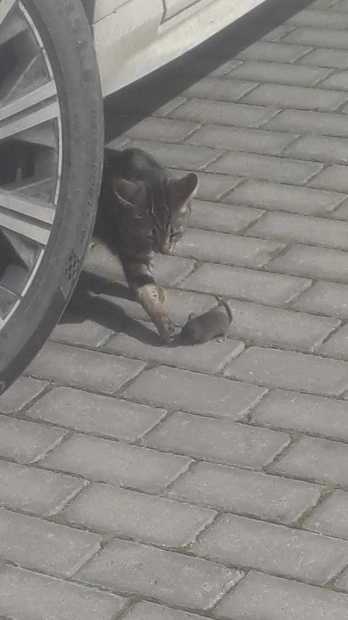 Hayvanlar çok tatlı ve arkadaş canlısı varlıklar değil mi ya 😍?
