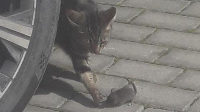 Hayvanlar çok tatlı ve arkadaş canlısı varlıklar değil mi ya 😍?
