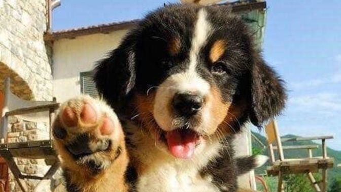 Yavru köpek resmen topal numarası yaptı. Olabilir mi böyle bir şey?