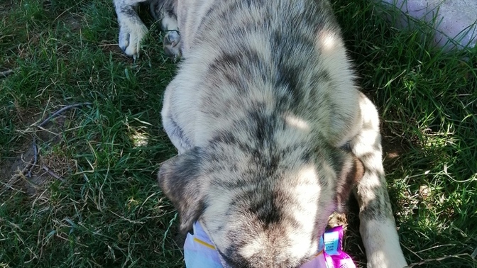 Sokaktaki canlara mama dağıtıyor musun?